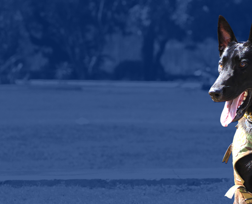 Career Archives - Jamaica Constabulary Force